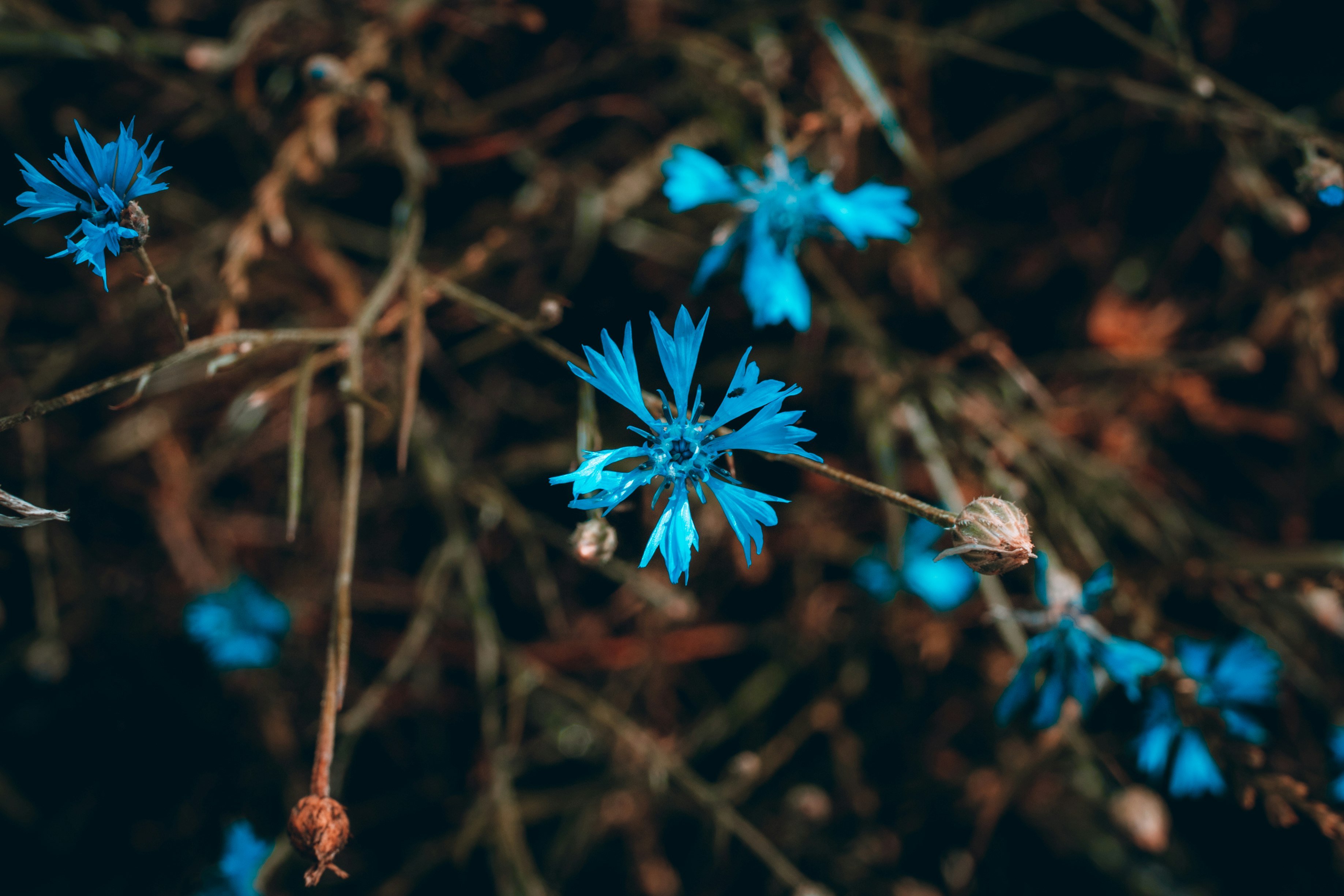 blue flower in tilt shift lens